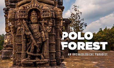 Polo Forest