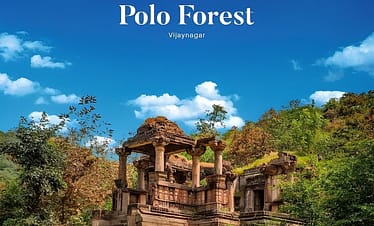 Polo Forest