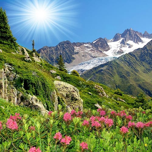 valley of flowers
