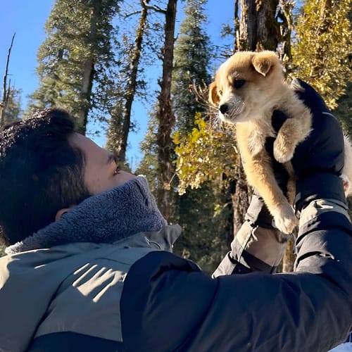 Dogs in mountains