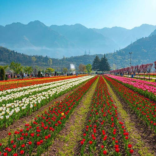 srinagar (7)